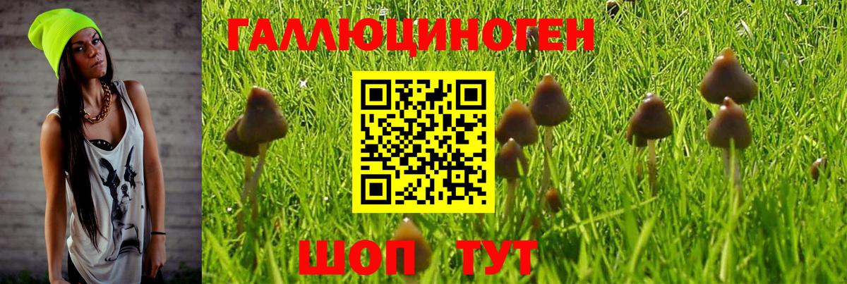 Галлюциногенные грибы Psilocybe  Вход с VPN  Зима 